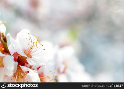 White flowers on spring plum tree with soft blue bokeh background