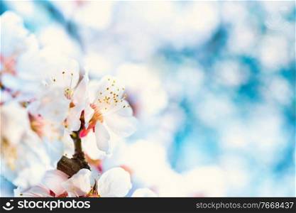 White flowers on spring plum tree with soft blue bokeh background