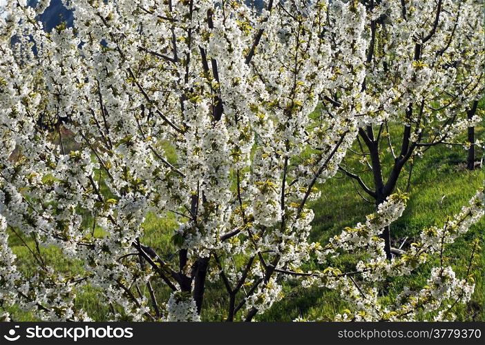 White flowers on the apple trees in orchard