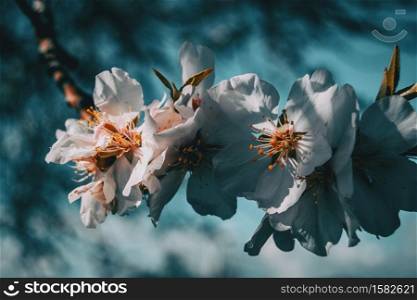 White flowers on the branch of a tree with blue sky background