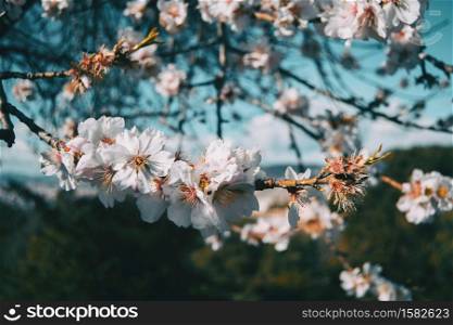White flowers on the branch of a tree with blue sky background in nature