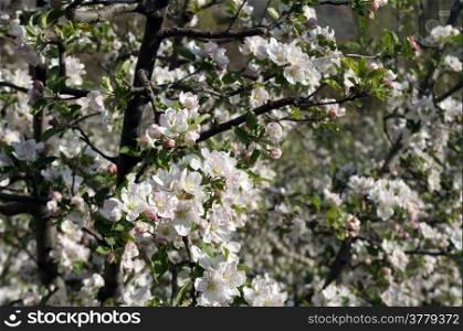 White flowers on the branch of apple tree in orchard