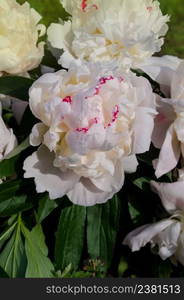 White flowers peonies flowering. Peonies summer blossom. Beautiful white peonies background. Close up of white peony flower. Beautiful white peony close up. Blooming white peony flower