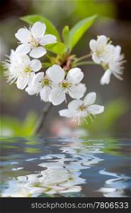 white flowers reflecting in water