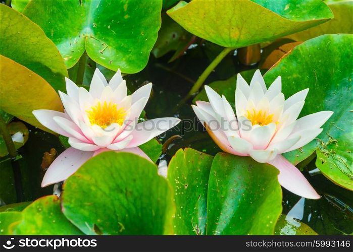 White flowers- water lillies with green leaves on the pond