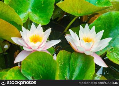 White flowers- water lillies with green leaves on the pond