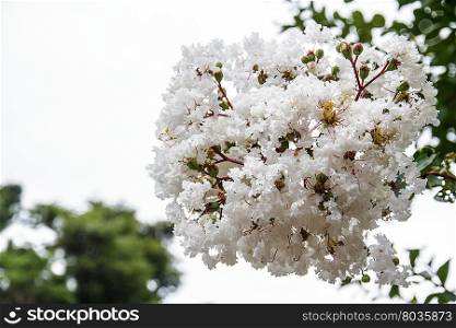 White flowers with a beautiful garden background.