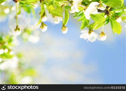 White flowers with buds on a blossom cherry tree, soft background of green spring leaves and blue sky. White flowers with buds on a blossom cherry tree