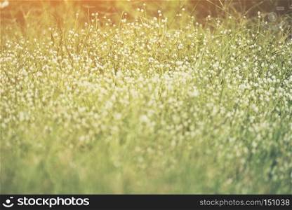 White flowers with grass background