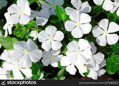 white flowers with green leaves close-up background