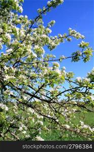 white flowerses on spring aple tree