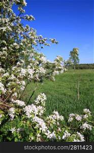 white flowerses on spring aple tree