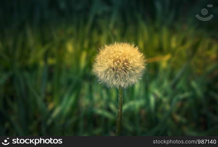 White fluffy dandelion flower head - Taraxacum officinale - close-up in the morning sunlight against the blurred green grass. Floral background with space for copy, focus on foreground.