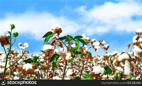 White fluffy ripe cotton on blue sky background.