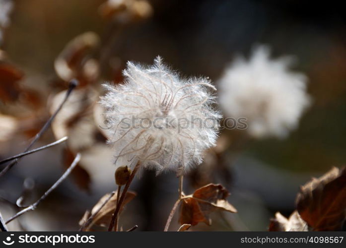 White Fluffy Seedhead Shown In Is Bush