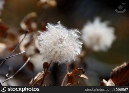 White Fluffy Seedhead Shown In Is Bush
