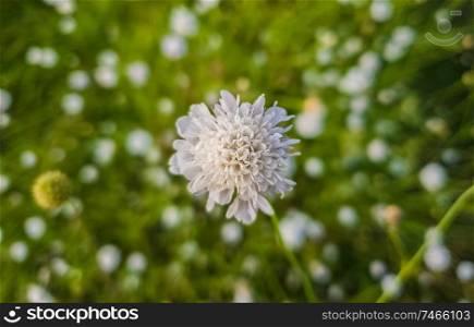 White form of Field scabious (Knautia arvensis) flowering on a green grass meadpw. Tiny wildflowers closeup.