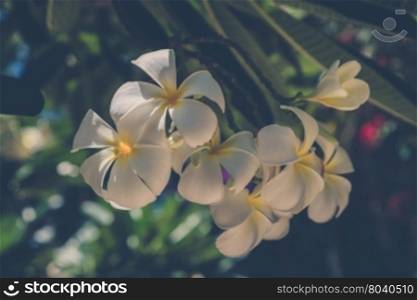 White Frangipani flower