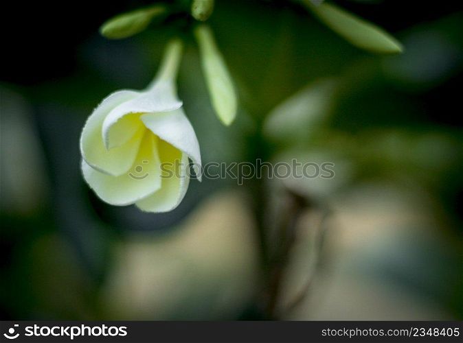 White Frangipani flower at full bloom during summer  plumeria  