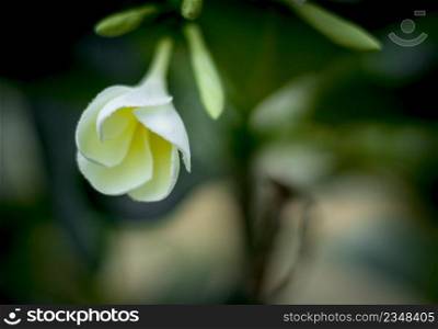 White Frangipani flower at full bloom during summer  plumeria  
