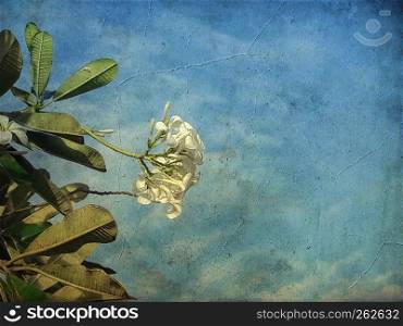 White frangipani flowers with blue sky