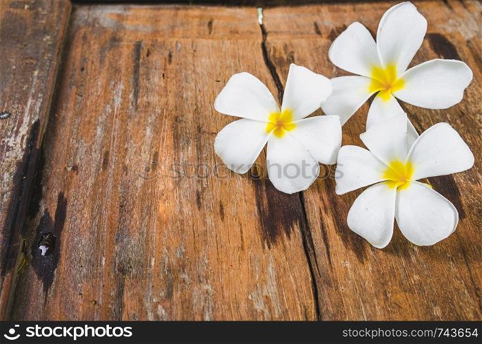 White Frangipani (Plumeria) flowers on wooden floor background.