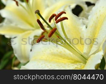 White fresh lilly flowers with green leaves close up