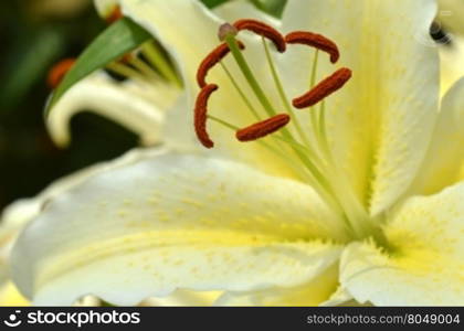 White fresh lilly flowers with green leaves close up