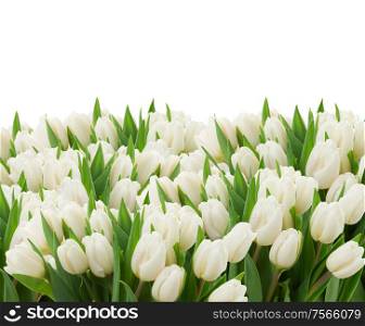 white fresh tulips border on white background. white tulips