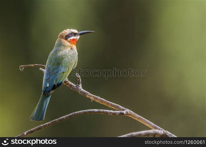 White fronted Bee eater in Kruger National park, South Africa ; Specie Merops bullockoides family of Meropidae. White fronted Bee eater in Kruger National park, South Africa
