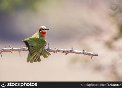 White fronted Bee eater spreading wing in Kruger National park, South Africa ; Specie Merops bullockoides family of Meropidae. White fronted Bee eater in Kruger National park, South Africa