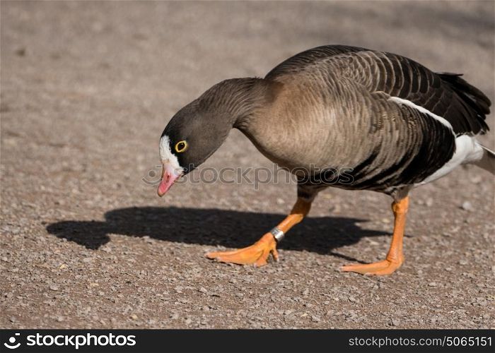 White fronted goose walking along a path at Slimbridge in England