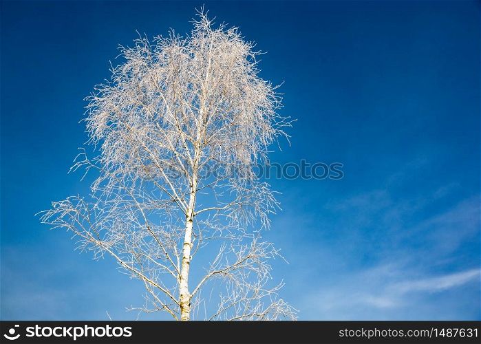White frost on birch tree branches on blue sky background in winter. Frozen tree. White frost on tree branches on sky background in winter. Frozen tree