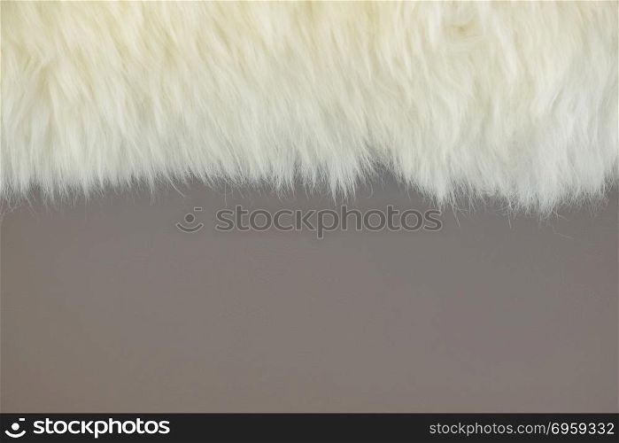 White fur and gray wall painted background