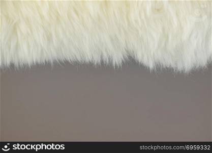 White fur and gray wall painted background