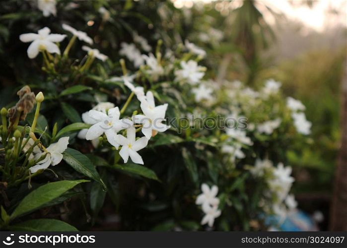 White Gardenia Flower (Gardenia jasminoides) with rain drops