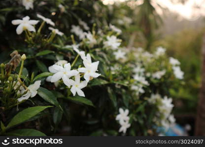 White Gardenia Flower (Gardenia jasminoides) with rain drops