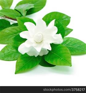 White Gardenia flower or Cape Jasmine (Gardenia jasminoides), isolated on a white background