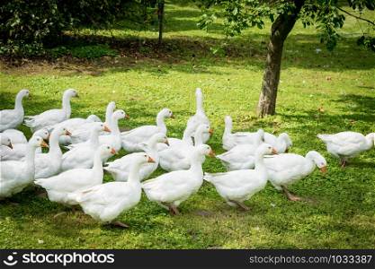 White geese. Geese in the grass. Domestic bird