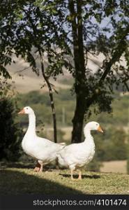 white geese on a green lawn