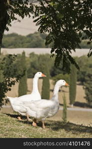 white geese on a green lawn