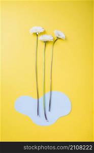 white gerbera flower with blue cutout paper yellow background