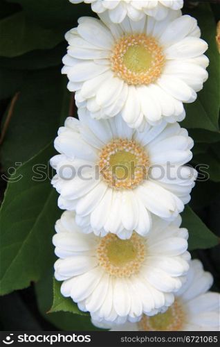 White gerberas in a row, close up shot