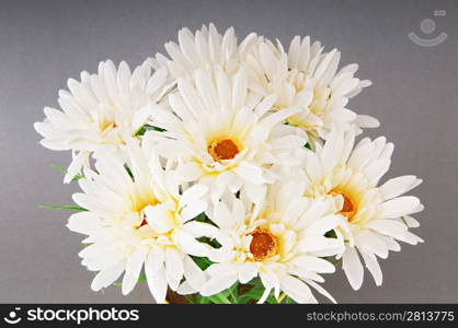 White gerberas in the pot