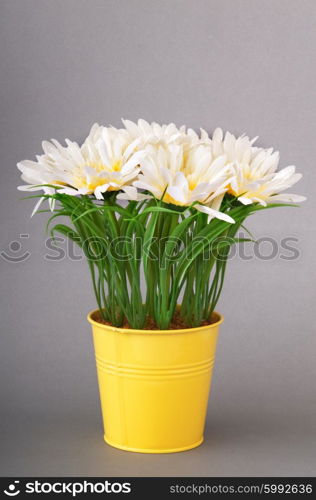 White gerberas in the pot