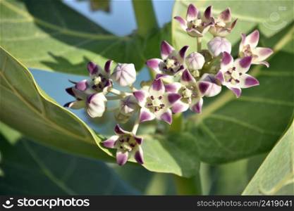 White giant milkweed flowers tipped with purple on the petals.