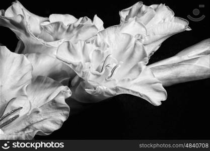 White gladiolus flower on a black background closeup