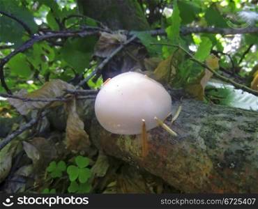 White glitter mushroom grow up on the tree