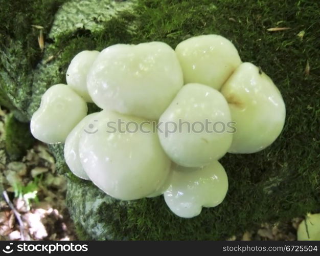 White glitter mushrooms grow up on the tree