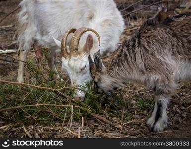 White goat and little goat eating needles with fir branches.